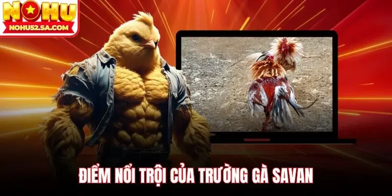 Điểm nổi trội của trường gà Savan